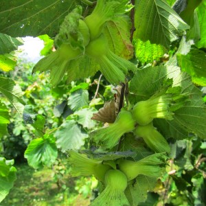 Саженец фундука Трапезунд (Trebizond)