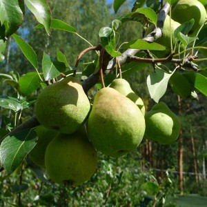 Груша Гимринская