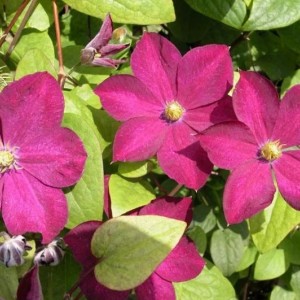 Саженец Клематиса Мадам Эдуард Андре (Madame Edouard Andre)