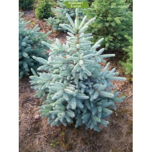 Саженцы Ели колючей голубой Кейбаб (Pungens Glauca Kaibab) (Саженцы до 25 см) -  комплект 5 шт.