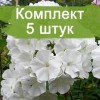 Саженцы флокса Вайт Спарр ( White Sparr ) -  комплект 5 шт.