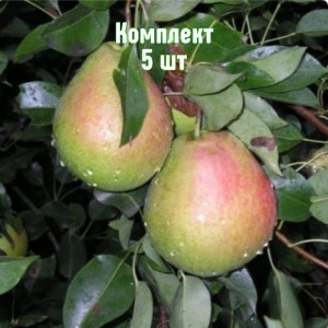 Комплект 5шт / Груша Аллегро