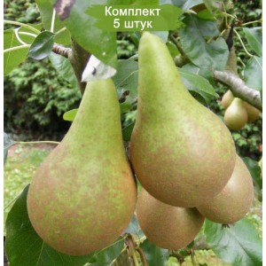 Саженцы груши Конференция -  комплект 5 шт.