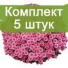 Саженцы сиреневой хризантемы мультифлоры Черил пинк (Cheryl Pink) -  комплект 5 шт.