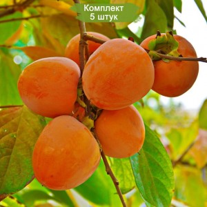 Саженцы хурмы Шарон -  комплект 5 шт.