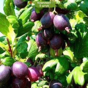 Саженцы крыжовника Черномор -  комплект 5 шт.