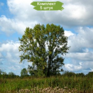 Саженцы тополя Чёрного (20-40 см) -  комплект 5 шт.