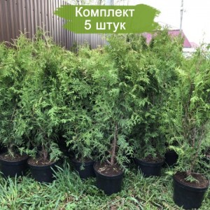 Саженцы Туи Брабант 60-100 см -  комплект 5 шт.