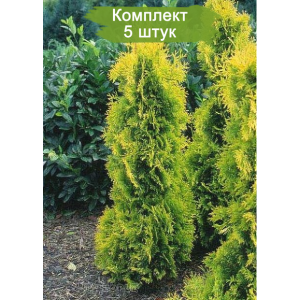 Саженцы Туи шаровидной Еллоу Риббон (Yellow ribbon) -  комплект 5 шт.