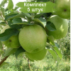 Саженцы Яблони Гренни Смит (Granny Smith) -  комплект 5 шт.