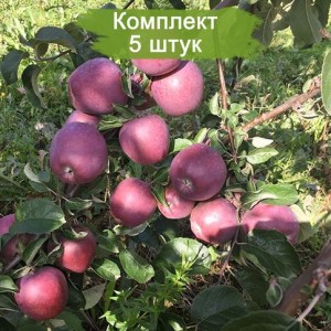 Саженцы яблони Имант (Imant) -  комплект 5 шт.