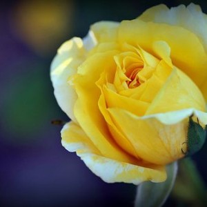 Саженец чайно-гибридной розы Джина Лоллобриджида (Gina Lollobrigida)