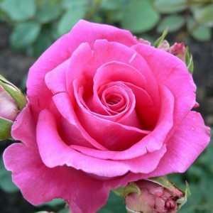 Саженец чайно-гибридной розы Равель-2 (Ravel)