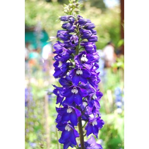 Саженец дельфиниума Волшебные фонтаны