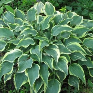 Саженец хосты Дарк Стар (Dark Star)