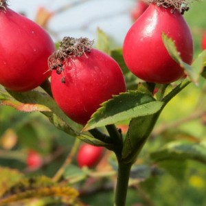 Саженец шиповника Собачий