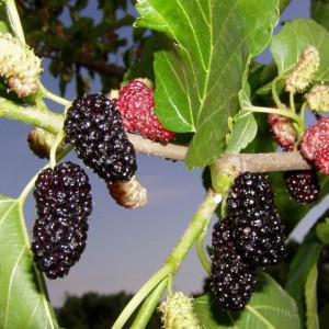 Саженец тутовника (шелковицы) Хартут (Khartut)