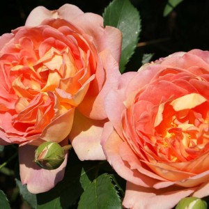 Саженец английской розы Леди оф Шалот (Lady of Shalott)